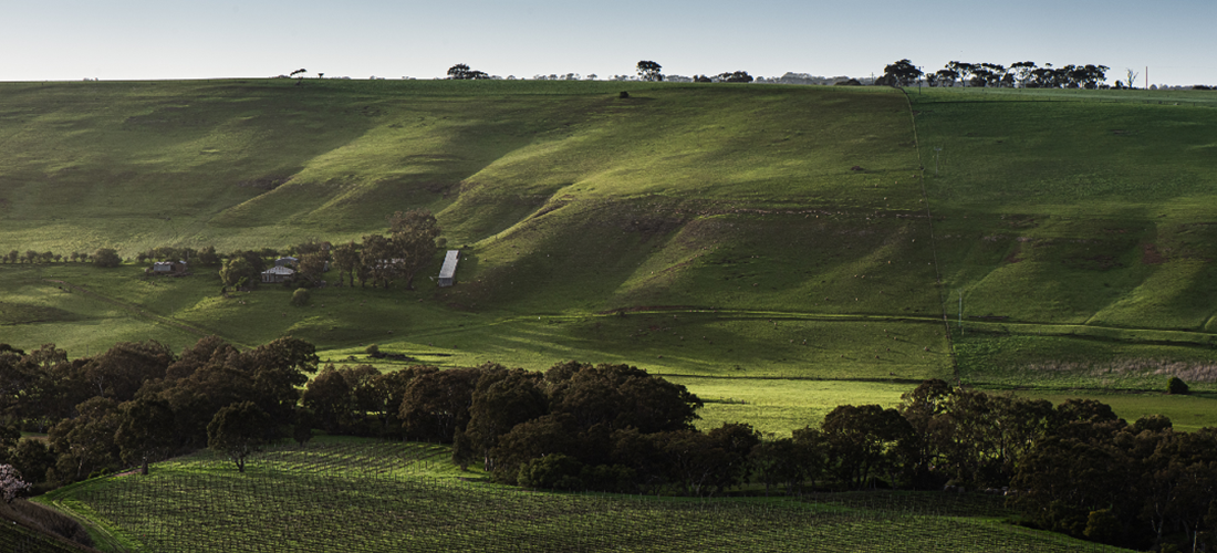 Clyde Park vineyard